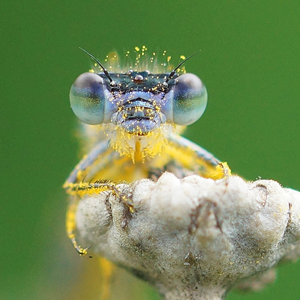 Öffnen 2. Insektenordnungen