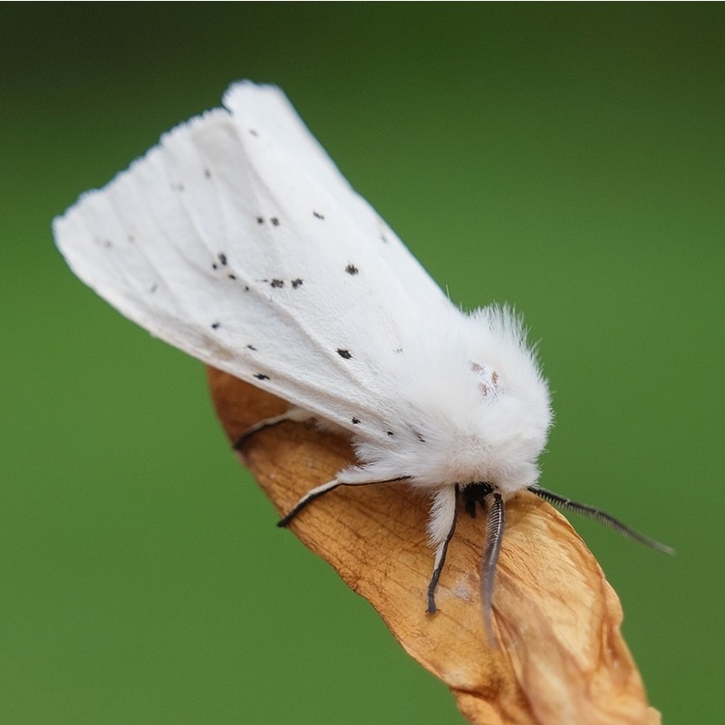 Öffnen 1. Vielfalt der Nachtfalter