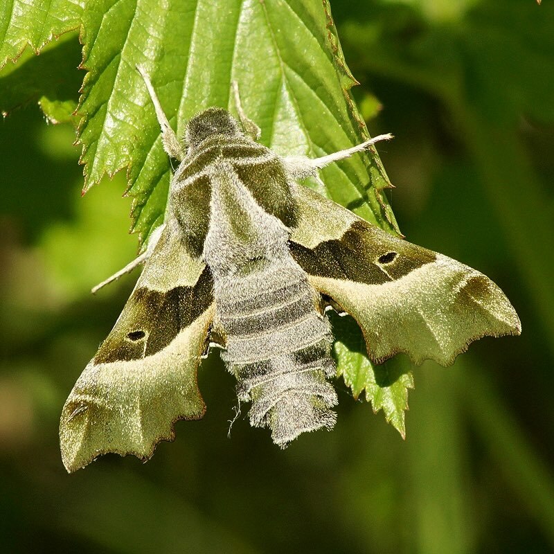 Öffnen 2. Nachtfalterfamilien und ihre Vertreter kennenlernen