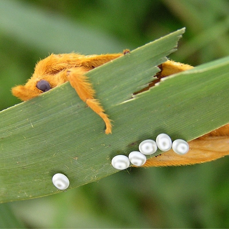 Öffnen 3. Lebensweise und Verhalten von Nachtfaltern