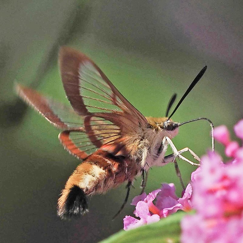 Öffnen 4. Nachtfalter und der Mensch